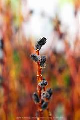 Black Pussy Willow Salix Gracilistyla Melanostachys GreenFuse