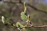 Goat Willow Salix Caprea Pussy Willow Female Catkins Photo