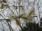 Nursery Plants Bare Root Plants Salix Discolor Pussy Willow