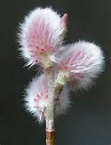 Salix Chaenomeloides Mt Asama Pink Pussy Willow