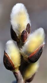 Pussy Willow Flowers Nature Pinterest