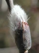 Pussy Willow 29a This Is A Close Up View Of The Budding Pussy