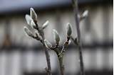 European Pussy Willow Salix Caprea Found In Early Spring In The