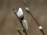 200303290178 Pussy Willow Salix Discolor Isabella Co Michigan