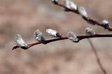 Salix Discolor Pussy Willows Pussy Willow American Willow