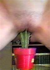 Cactus In Pussy Free BDSM Pics