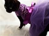 Cat Dresses From Rockindogs Com RockinDogs High Fashion Apparel