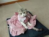 Cats Wearing Dresses