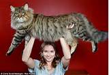 The Giant Breed Maine Coon Is Only Half Its Possible Size At Nearly