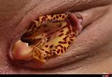 Clit Closeup Collection Fedorovhd Labia Lips Pussy Image Gallery 5602
