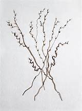 Pussy Willow Branches Original Watercolor Painting