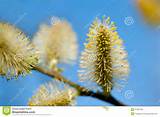 Pussy Willow Branches Stock Images Image 37365184