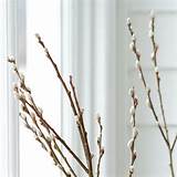 Pussy Willow Branches In Valentine S Day Valentine Favorites At