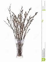 Pussy Willow Branch Silhouette Stock Images Image Filmvz Portal