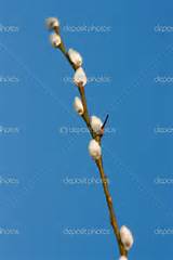 Branch Of Spring White Pussy Willow Stock Photo Mcseem 2731080