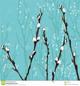 Beautiful Pussy Willow Branches Royalty Free Stock Images Image