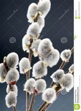 Beautiful Pussy Willow Flowers Branches 30034348 Jpg