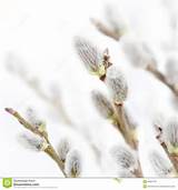 Fresh Pussy Willow Flowers Branches Soft Floral Spring Background