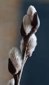 Early Pussy Willow Flower