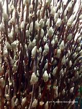 Pussy Willow Flowers Gray Pinterest