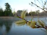 Pussy Willow Flowers By Kent Lorentzen