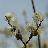Pussy Willow Flowers Pictures Meanings