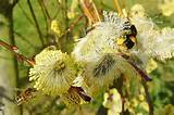Pussy Willow Is The Name Given To Smaller Varieties Of Willow When
