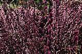 Pussy Willow Flowers Pictures Meanings