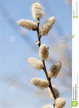 Pussy Willow Flower Gl Stock Images Filmvz Portal