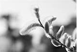 Pussy Willow Fabulous Flowers Pinterest