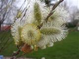 Pussy Willow Flowers Pictures Meanings