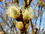 Pussy Willow Flowers Pictures Meanings