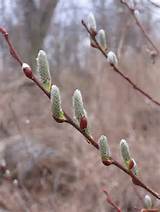 Pussy Willow Flowers Pictures Meanings
