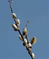 Pussy Willow Flowers Flickr Sharing
