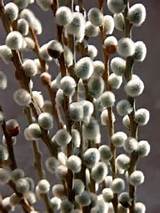 Pussy Willow Flowers And Fruit And Fungi Pinterest