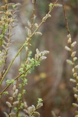 Pussy Willow Flowers Pictures Meanings