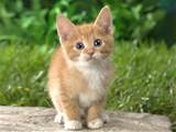 Cat Wallpapers Animals Wallpapers