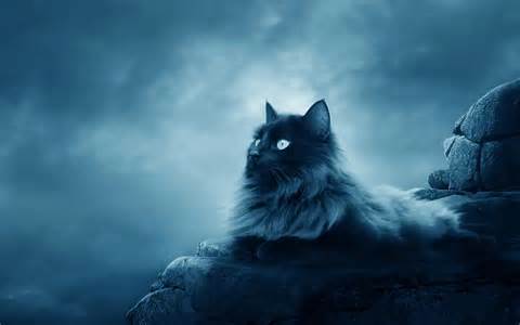 Maine Coon Beautiful Cat Wallpapers Hd Images Background