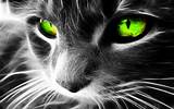 Beautiful Cat Hd Wallpapers Fullscreen Top Images