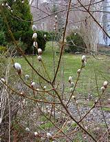 NORTH AMERICAN PUSSY WILLOW TREE Flickr Photo Sharing