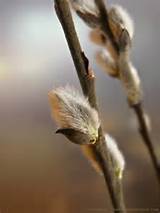 Salix Discolor North American Native Pussy Willow Michaela At TGE