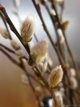 Salix Discolor North American Native Pussy Willow 2010 Michaela At