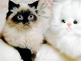 Wallpapers Free Downloads Pussy Cat Doll