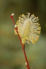 Le R S Pussy Willow Stem 2000px Jpg
