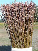 Pussy Willow Pink Pussy Willow Cut Flower
