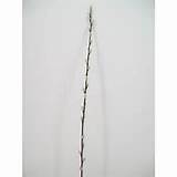 Pussy Willow Stem P019c