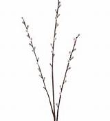 Home Lifestyle Floristry Kit Everlasting Pussy Willow Branch