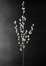 Pussy Willow Sprays With Wired Stems Are 31 Tall Budding Pussy