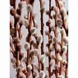 Fresh Giant Pussy Willow Natural 30 36 Tall X 10 Stems Bu 10bu
