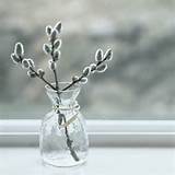 Pussy Willow Stems In A Vase Perfect Simplicity